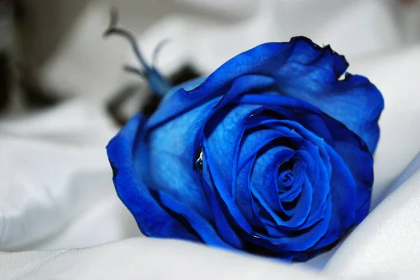 Uma Rosa Azul Florescendo Fundo Branco Embaçado — Fotografia de Stock