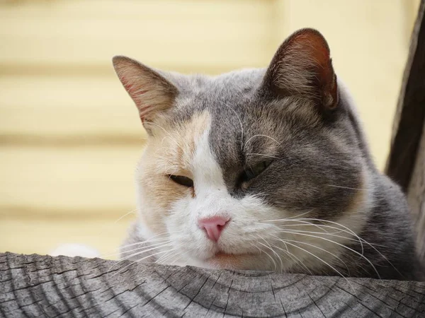 Симпатичная Кошка Голова Появляется Над Лестницей — стоковое фото