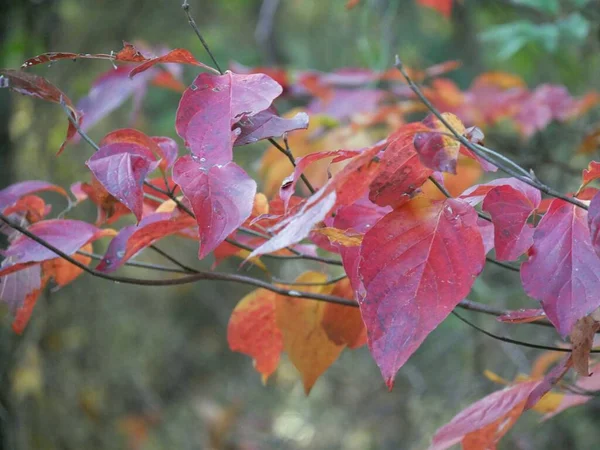 Feuilles Rouges Orange Jaunes Dans Les Arbres Avec Fond Flou — Photo