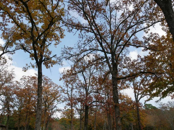 Színes Fák Erdőben Ősszel — Stock Fotó