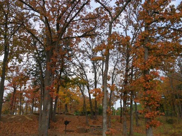 Bunte Blätter Hoher Bäume Einem Park Herbst — Stockfoto