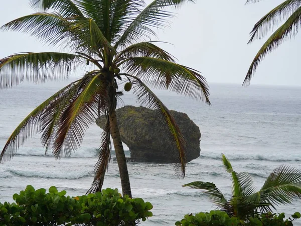 Kokospalmen Strand Mit Einem Großen Stein Vor Der Küste Einer — Stockfoto