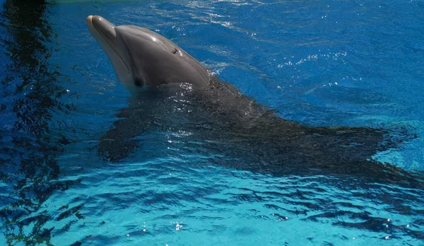 Delfín Nadando Una Piscina Azul Con Hocico Aire — Foto de Stock