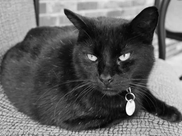 Gato Negro Gordo Sentado Una Silla Mirando Hacia Adelante Procesado —  Fotos de Stock