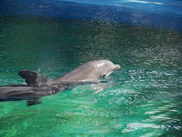 Dos Delfines Nadando Juguetonamente Una Piscina — Foto de Stock