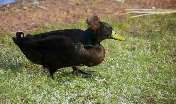 Eine Dicke Ente Watschelt Auf Einer Rasenfläche Der Nähe Eines — Stockfoto