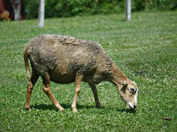 Una Oveja Mordisquea Hierba Verde Parque — Foto de Stock