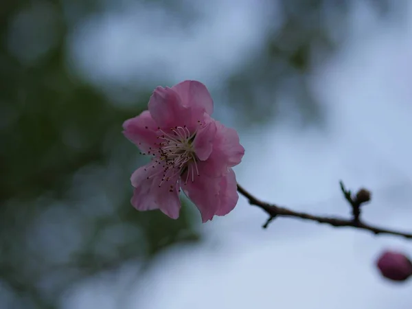 Single Bleke Roze Bloeiende Bloem Met Zachte Delicate Bloemblaadjes Een — Stockfoto