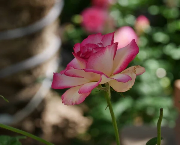美丽的单瓣玫瑰 花瓣洁白 边缘粉红 背景模糊 — 图库照片