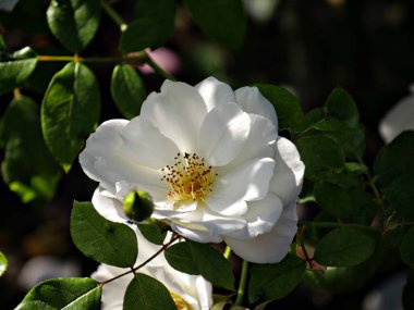 Bahçede sarı merkezli beyaz bir çiçeğin üst görüntüsü.