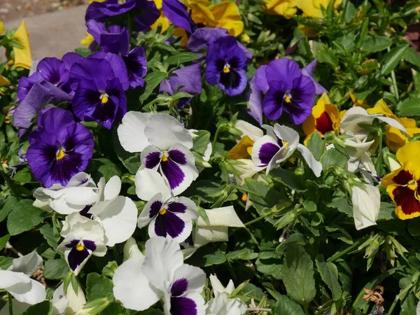 Profusão Flores Coloridas Jardim — Fotografia de Stock