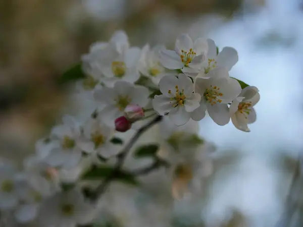 Brindilles Fleurs Blanches Jaunes Fleurissant Avec Des Fleurs Floues Arrière — Photo