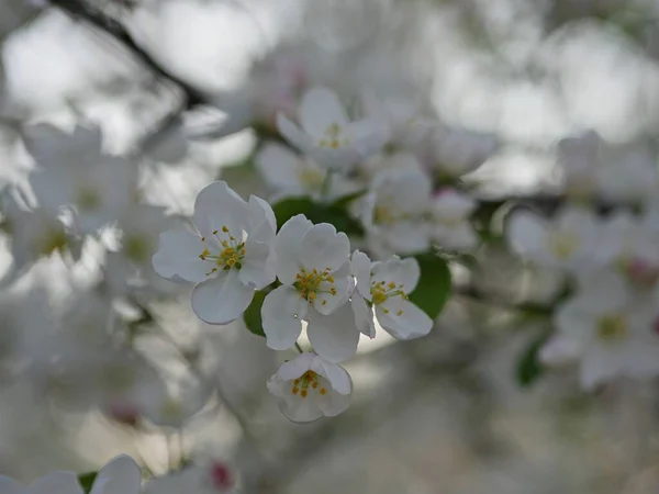 Bílé Žluté Květy Kvetoucí Větve Stromu Rozmazanými Květy Pozadí — Stock fotografie