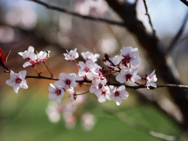 Branche Remplie Fleurs Blanches Dans Fond Flou — Photo