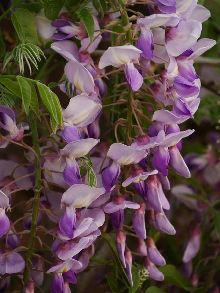 Close Sprig White Purple Flowers Hanging Outdoor Garden — Stock fotografie