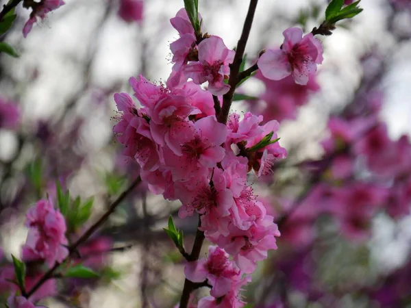 Bouquets Naturels Fleurs Rose Vif Suspendus Une Branche Dans Jardin — Photo