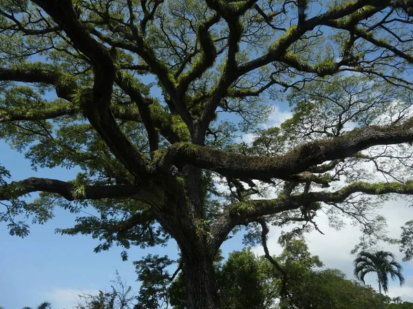 Grandes Galhos Árvore Saman 350 Anos Mansão Romney São Cristóvão — Fotografia de Stock