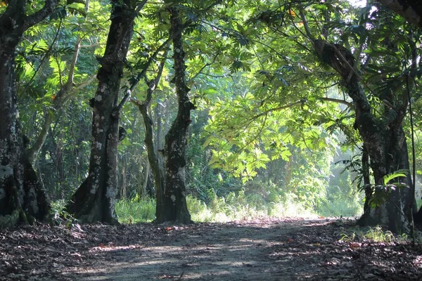 Caminho Sob Recinto Árvores Com Luz Solar Nas Folhas — Fotografia de Stock