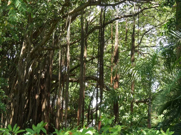 Красивые Виноградные Лозы Свисающие Деревьев Пышных Тропических Лесах Джунглях — стоковое фото