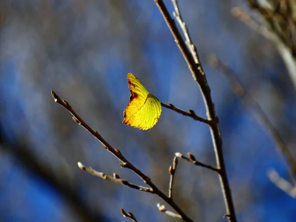 Vue Latérale Une Dernière Feuille Jaune Accrochée Arbre Avant Chute — Photo