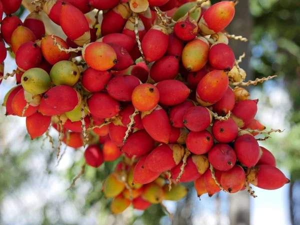 Colpo Medio Noci Betel Rosso Appese All Albero Con Bokeh — Foto Stock