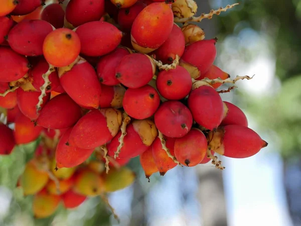 Nahaufnahme Von Roten Betelnüssen Die Vom Baum Hängen Mit Bokeh — Stockfoto