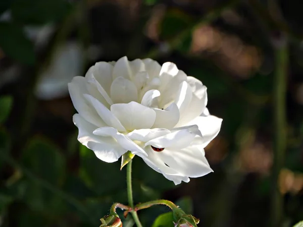 Λευκό Τριαντάφυλλο Πράσινα Φύλλα Θολή Φόντο — Φωτογραφία Αρχείου