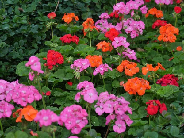 Patch Fleurs Géranium Rose Orange Rouge Colorées Dans Jardin Avec — Photo