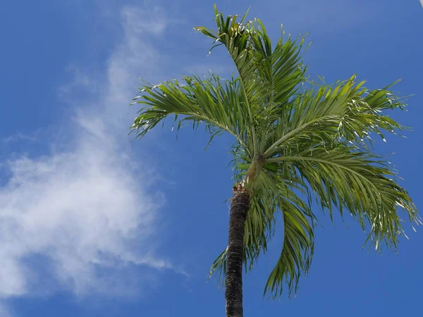 Opwaartse Foto Van Een Palmboom Met Blauwe Luchten Achtergrond — Stockfoto