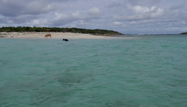 Amplia Toma Distante Isla Cerdo Con Dos Cerdos Nadadores Playa —  Fotos de Stock