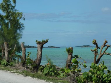 George Town, Exuma Cays 'deki kıyı bölgesinde ağaç kütükleri.
