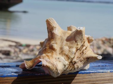 Tropikal bir adada kumsalda büyük bir deniz kabuğunun yakınında.