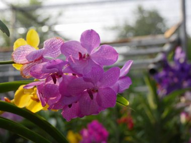 Orkide çiftliğindeki güzel renkli orkideler.