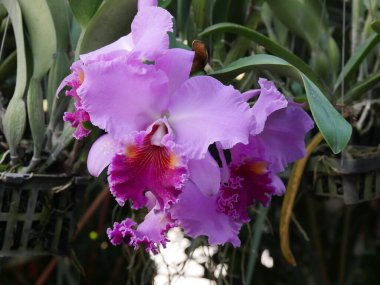 Bahçedeki güzel, mor bir orkide çiçeğine yaklaş.