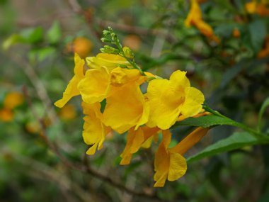 Bahçede açan sarı tatlı bezelye çiçekleri