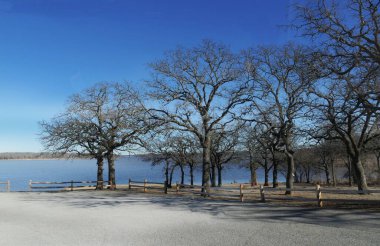 Kışın göl kenarında yapraksız ağaçlar