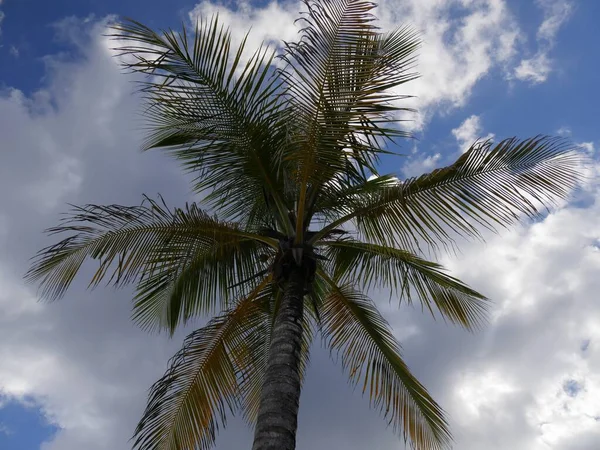 Bovenste Deel Van Een Kokosnoot Boom Tegen Blauw Witte Bewolking — Stockfoto