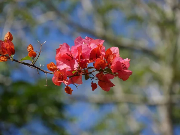 赤いブーゲンビリアの花の枝が青みがかった背景 — ストック写真