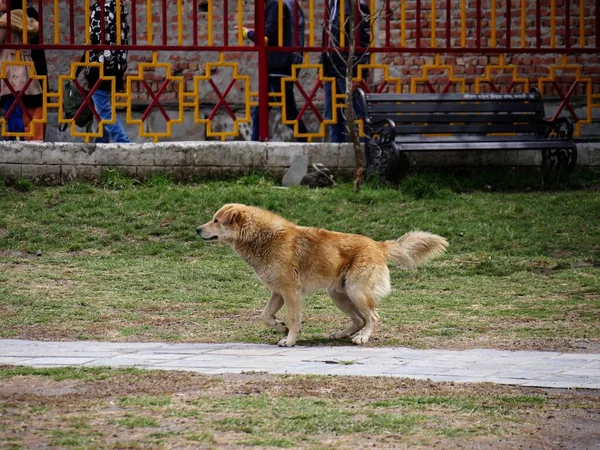 Brun Hund Går Längs Trottoar Park — Stockfoto