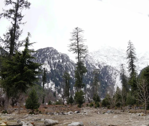 Arbres Long Route Avec Des Montagnes Enneigées Arrière Plan Solang — Photo