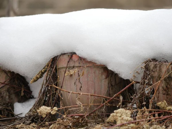 Nahaufnahme Von Gefrorenem Schnee Über Pflanztöpfen Freien — Stockfoto