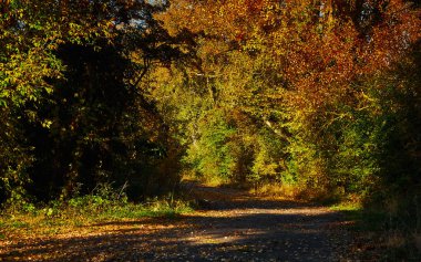Işık ve gölge ağaçları arasındaki yolda. Ağaçlar ve yol üzerinde renkli sonbahar yaprakları.