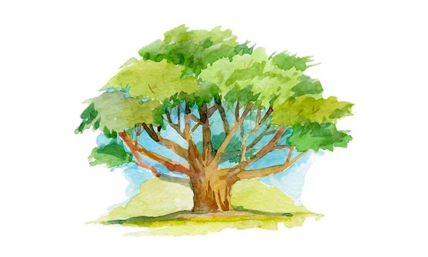 Ilustración de acuarela. Árbol con muchas ramas. Árbol verde adulto con una corona extendida —  Fotos de Stock