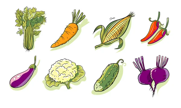 Eine Reihe von isolierten Gemüse vom Bauernhof. — Stockvektor