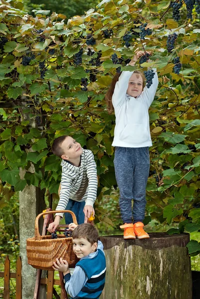 Kinder Reißen Die Trauben Den Korb Trauben Von Einer Leiter — Stockfoto