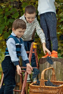 Çocuk üzümleri sepet içine gözyaşı. Merdivenden üzüm toplamak.
