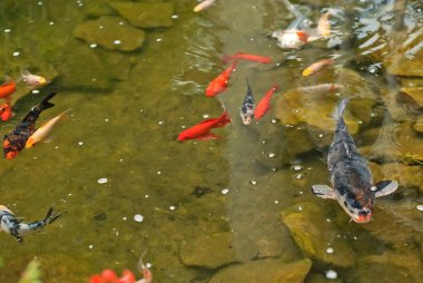 büyük ve küçük balık birlikte rezervuar. temiz ve berrak su.