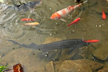 büyük ve küçük balık birlikte rezervuar. temiz ve berrak su.
