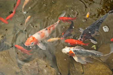 büyük ve küçük balık birlikte rezervuar. temiz ve berrak su.