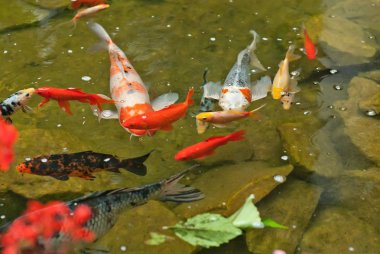 büyük ve küçük balık birlikte rezervuar. temiz ve berrak su.